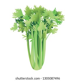 
A bunch of fresh organic celery vector