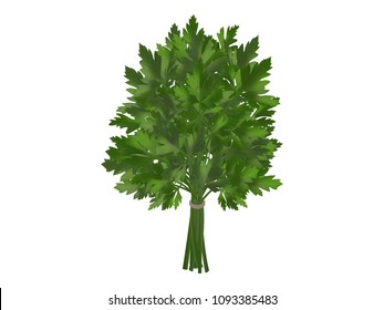 bunch of fresh parsley, coriander or coriander on a white background. Realistic style. Vector illustration.