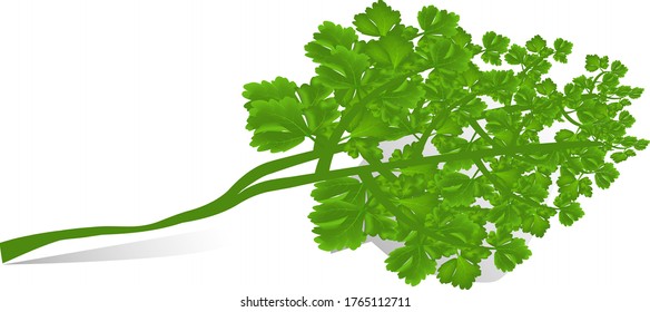 bunch of fresh parsley in vector