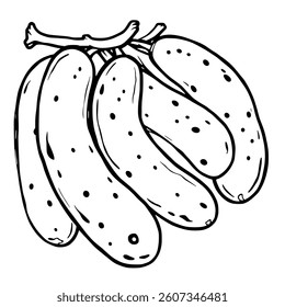 Bunch Of Fresh Pickled Cucumbers Line Art Illustration