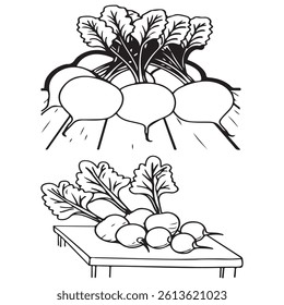 Bunch of fresh radish vegetable 