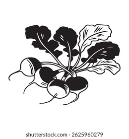 Bunch of fresh radish vegetable