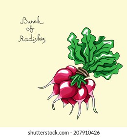 Bunch of fresh radishes. Hand drawn vector illustration.