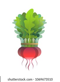 Bunch fresh radishes on isolated background