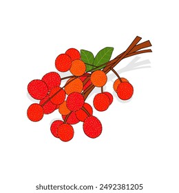 Bunch fresh Rambutan fruit vector design New version in cartoon style. Realistic illustration on white background. Exotic fruits from Indonesia. Summer. Hairy skin. Fruit logo, food icon. Branch, leaf