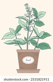 Manojo de hierba verde cruda fresca de la albahaca. Arbusto de albahaca floreciente en pote. Ilustración vectorial botánica de línea viva dibujada a mano plana