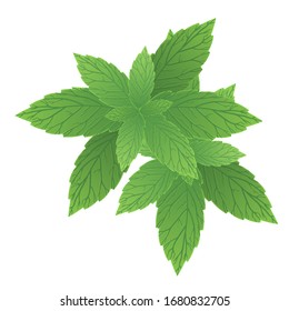 A bunch of fresh raw mint leaves isolated on a white background. Vector