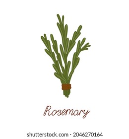 A bunch of fresh rosemary on a white background with an inscription. A spicy plant used as a seasoning. Vector illustration.