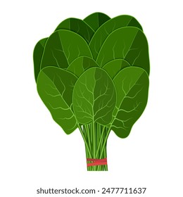 Un montón de espinacas frescas de cerca. Hojas de espinacas verdes crudas aisladas sobre fondo blanco. espinacas para mercado agrícola, diseño de recetas de ensalada vegetariana. Ilustración vectorial en estilo plano