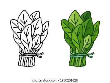 Bunch of fresh spinach doodle icon. Linear and color version. Black simple illustration of green garden plant. Contour isolated vector pictogram on white background