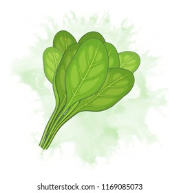 Bunch Of Fresh Spinach Leaves Vector Illustration 