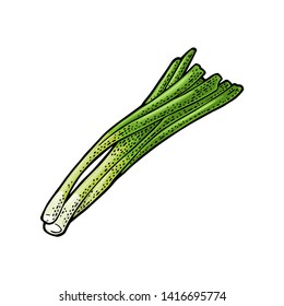 Bunch of fresh stalks onion. Vector color vintage engraving illustration for menu, poster, label. Isolated on white background