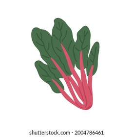 Bunch of fresh Swiss chard with red stems and green leaf. Raw leafy vegetable. Icon of beet spinach. Flat vector illustration of veggie with leaves isolated on white background