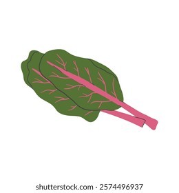 Bunch of fresh Swiss chard with red stems and green leaf. Raw leafy vegetable.  Flat vector illustration of veggie with leaves isolated on white background