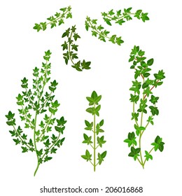 bunch fresh thyme herb isolated set