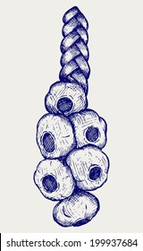 Bunch of garlic. Doodle style