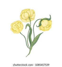 Bunch of gorgeous yellow tulip flowers isolated on white background. Elegant botanical drawing of beautiful garden spring flowering plant. Floral design element. Realistic vector illustration