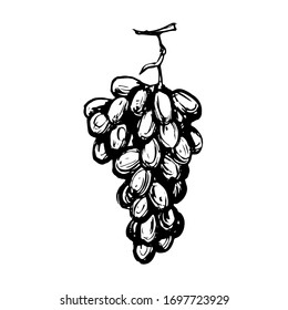 A bunch of grape berries, hand drawn ink outline, etching. Black and white sketch doodle illustration, design for coloring book page