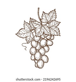 Bunch of grape with leaves isolated monochrome hand drawn sketch. Vector muscat cardinal grapes on cluster, isabella grapes. Wine or grapevine ingredient, vegetarian food dessert, summer berries