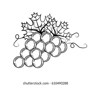 bunch of grape over white background. vector illustration