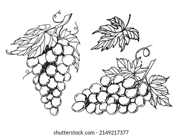 Bunch of Grape set. Hand drawn vector illustration with Vine Clusters and leaves. Vintage drawing in line art style
