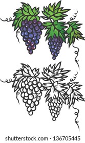 Bunch of grapes