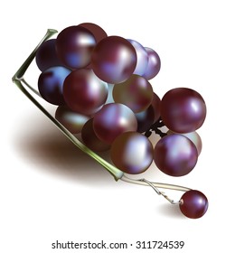 Bunch of Grapes berries vector