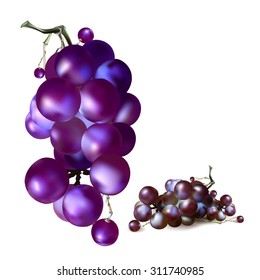 Bunch of Grapes berries vector