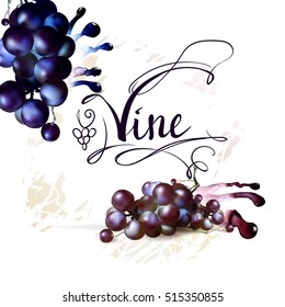 Bunch of Grapes berries vector