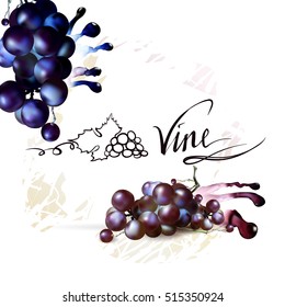 Bunch of Grapes berries vector