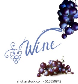 Bunch of Grapes berries vector