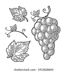 Bunch of grapes with berry and leaves. Black vintage engraving vector illustration for label, poster, web. Isolated on white background