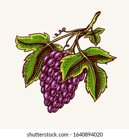 Bunch of grapes. Berry leaves. Table fruit in vintage style. Hand drawn engraved outline sketch for banner, poster or label. Ingredient for wine and juice.