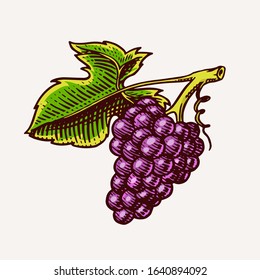 Bunch of grapes. Berry leaves. Table fruit in vintage style. Hand drawn engraved outline sketch for banner, poster or label. Ingredient for wine and juice.