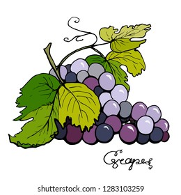 Bunch of grapes colored sketch. Hand drawn, graphics illustration