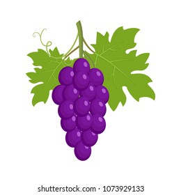 Bunch of grapes, dark purple grapes with green leaves, isolated on white background, design element for Harvest festival. Vector illustration