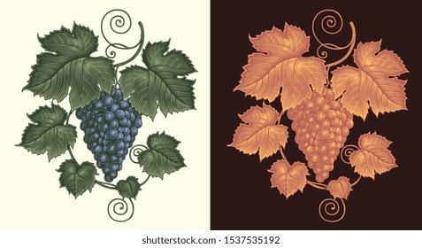 Bunch of grapes. Design set. Hand drawn engraving. Editable vector vintage illustration. Isolated on light and dark backgrounds. 8 EPS 