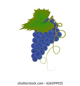 Bunch of grapes . Dewdrops. Green leaf . Ripe, juicy berries. Vector.