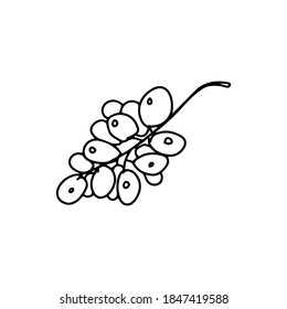 Bunch of grapes. Doodle style. Fruit for making wine. Linear drawing on isolated white background. For print and web, menus and advertisements