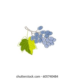 Bunch of grapes drawing. Black berries with green leaf. Vector art. Picture for packaging cosmetic products and oil. Image can be used for design wine card and posters