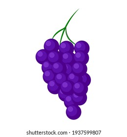 racimo de uvas de fondo blanco, ilustración vectorial