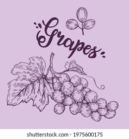 bunch of grapes drawn by hand with the lettering of the word grapes