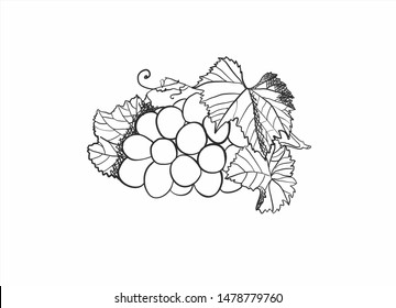 Bunch of grapes. Drawn by hands.