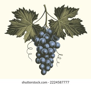 Bunch of grapes. Editable hand drawn illustration. Vector vintage engraving. Isolated on light background. 8 eps