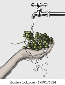 A bunch of grapes in a female hand on a white background. Vintage engraving stylized drawing. Vector illustration. 