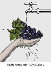 A bunch of grapes in a female hand on a white background. Vintage engraving stylized drawing. Vector illustration. 