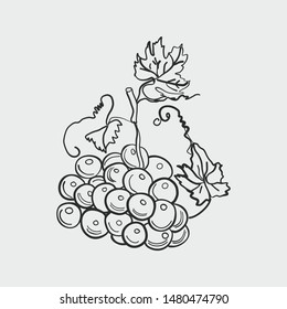 Bunch of grapes. Figure for labels, packaging.
