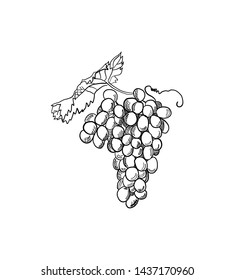 Bunch of grapes. Figure for printing.