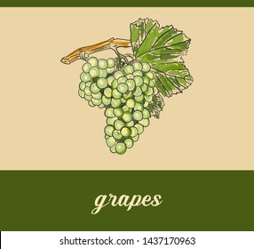 Bunch of grapes. Figure for printing.