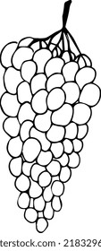 Bunch of grapes. Freehand drawing. Vector illustration.